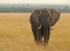عکس استوک باکیفیت فیل