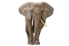 عکس استوک کیفیت بالای فیل