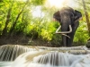 تصویر فیل و رودخانه با کیفیت بالا