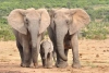 عکس استوک کیفیت بالای فیل ها