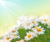 تصویر با کیفیت گل