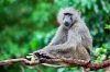 عکس با کیفیت میمون نشسته بر شاخه درخت