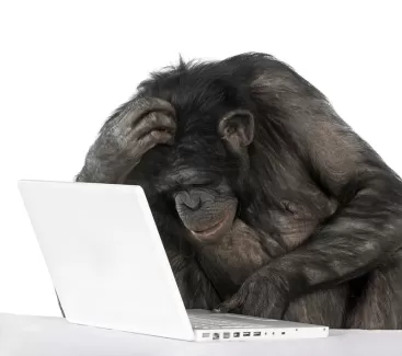 عکس با کیفیت شامپانزه پشت کامپیوتر