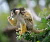 عکس با کیفیت دو میمون