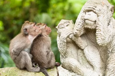 عکس با کیفیت بچه میمون و مجسمه