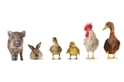 عکس با کیفیت مرغ و دیگر حیوانات با پس زمینه سفید