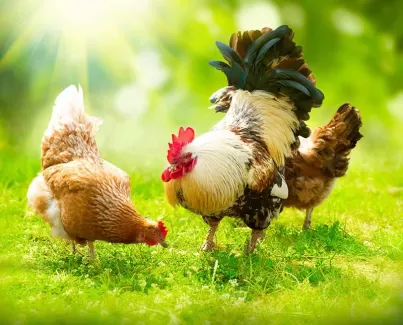 تصویر با کیفیت مرغ و خروس در طبیعت