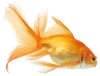 استوک باکیفیت ماهی نارنجی 