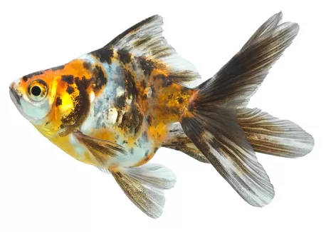 استوک باکیفیت ماهی طلایی با زمینه سفید