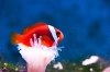 استوک باکیفیت ماهی نارنجی در عمق آب
