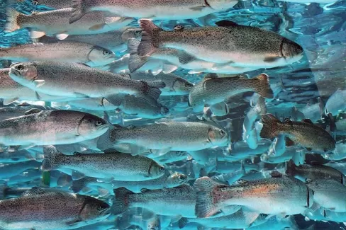 استوک باکیفیت ماهی های بزرگ