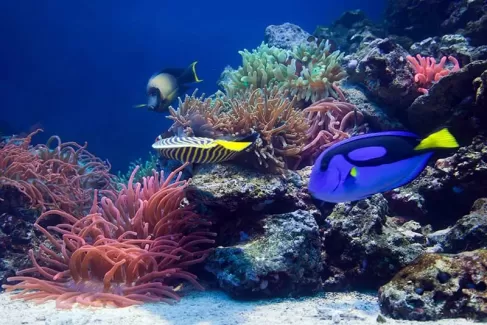 استوک باکیفیت ماهی های رنگارنگ