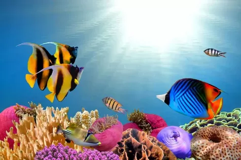 استوک باکیفیت ماهی ها و نور آفتاب در آب