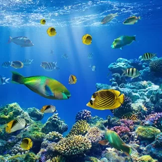استوک باکیفیت ماهی ها در زیر آب