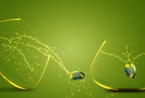 تصویر باکیفیت تنگ ماهی با زمینه سبز
