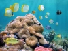 تصویر زیبا زیر دریا و ماهی ها