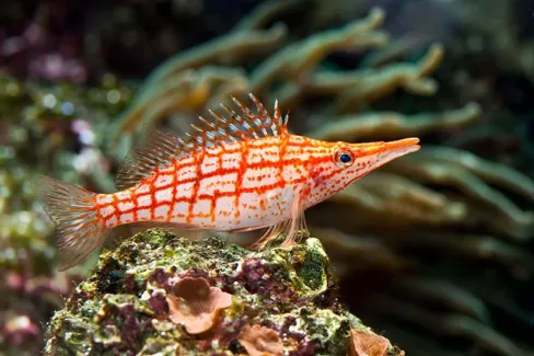 تصویر باکیفیت ماهی نارنجی