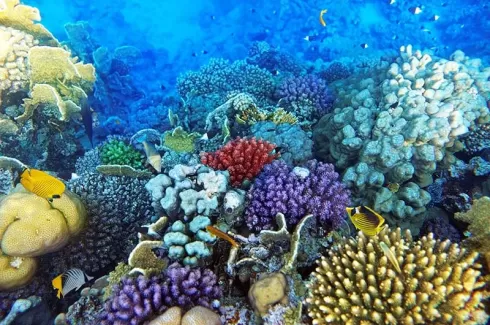 تصویر باکیفیت زیر دریا و ماهی های مختلف