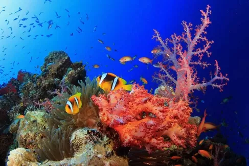 تصویر باکیفیت زیر دریا و ماهی ها