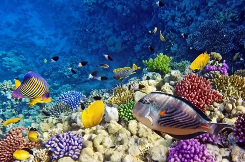 تصویر باکیفیت ماهی ها در زیر آب