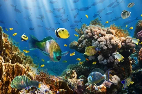 تصویر باکیفیت ماهی ها در زیر دریا