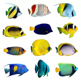 تصویر زیبا ماهی های مختلف با پس زمینه سفید