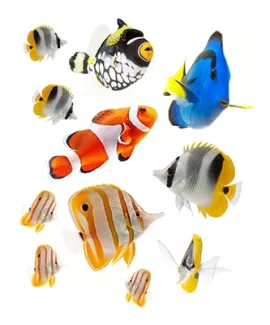 تصویر باکیفیت از ماهی های مختلف با پس زمینه سفید