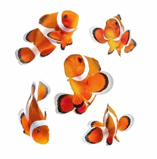 تصویر باکیفیت از ماهی قرمز