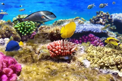 تصویر زیبا ماهی های  رنگی مختلف در آب