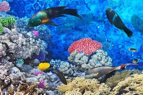 استوک زیبا ماهی های مختلف در آب