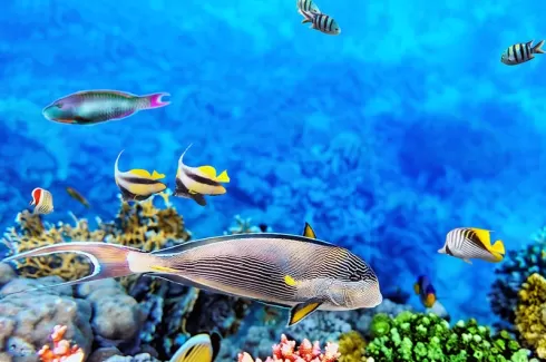 استوک زیبا نمای زیر دریا از ماهی ها