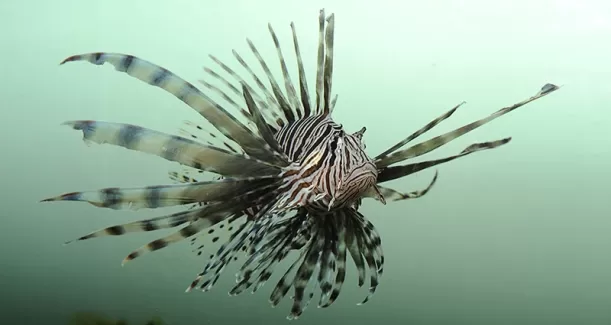 استوک زیبا ماهی گورخری
