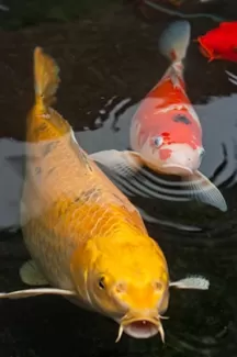 استوک زیبا ماهی زرد و نارنجی