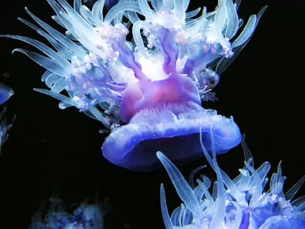 استوک زیبا شقایق دریایی
