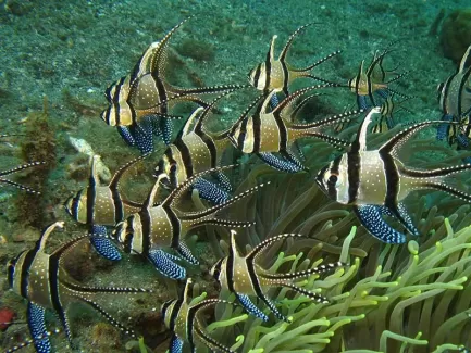 استوک زیبا ماهی طلایی
