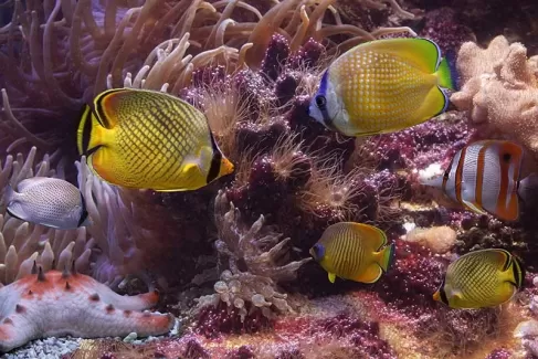 استوک زیبای ماهی زرد زیر دریا