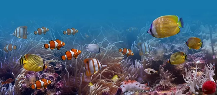 استوک زیبای نمای زیر دریا از ماهی ها