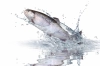 تصویر با کیفیت ماهی شیرجه زده در آب