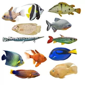 تصویر با کیفیت ماهی های مختلف با پس زمینه سفید