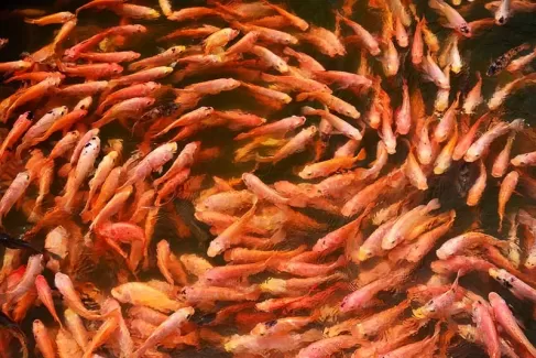 تصویر با کیفیت ماهی های قرمز فراوان