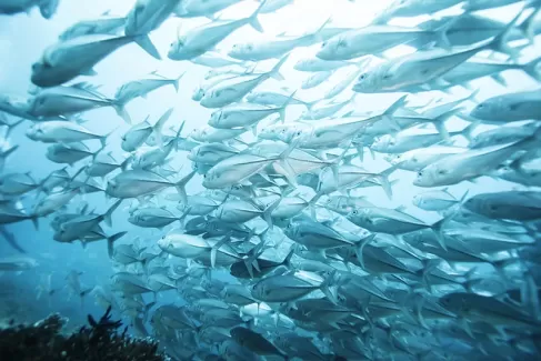 تصویر با کیفیت نمای زیر دریا از ماهی ها