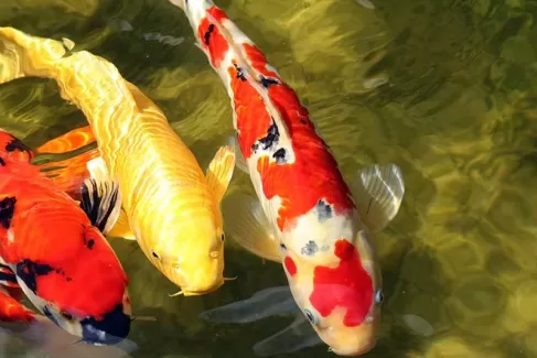 تصویر با کیفیت ماهی قرمز و زرد