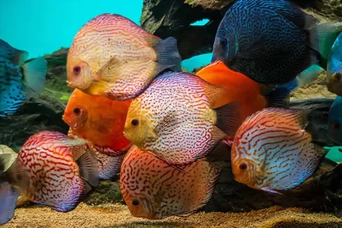 تصویر با کیفیت ماهی های قرمز
