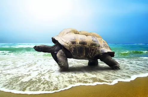 تصویر با کیفیت لاکپشت در ساحل