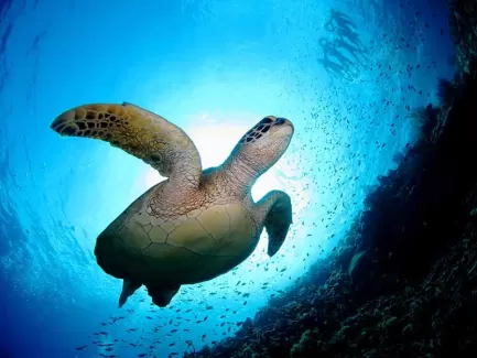 تصویر با کیفیت لاکپشت از نمای زیر آب