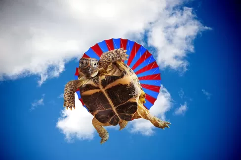 تصویر با کیفیت لاکپشت در حال پرواز