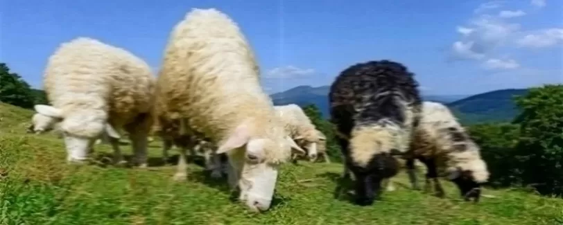 عکس باکیفیت  گوسفندان در حال چراع