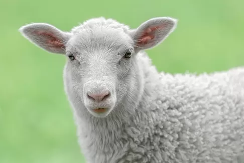 عکس باکیفیت گوسفند ناقلا عکس باکیفیت گوسفند ناقلا