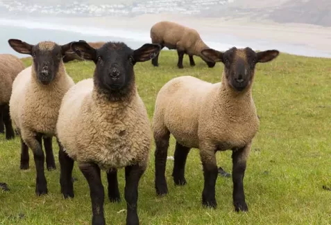 عکس باکیفیت  گوسفندها