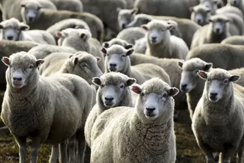 عکس باکیفیت  گله گوسفند
